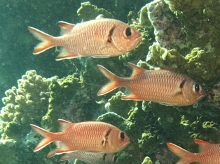 Myrypristis murdjan